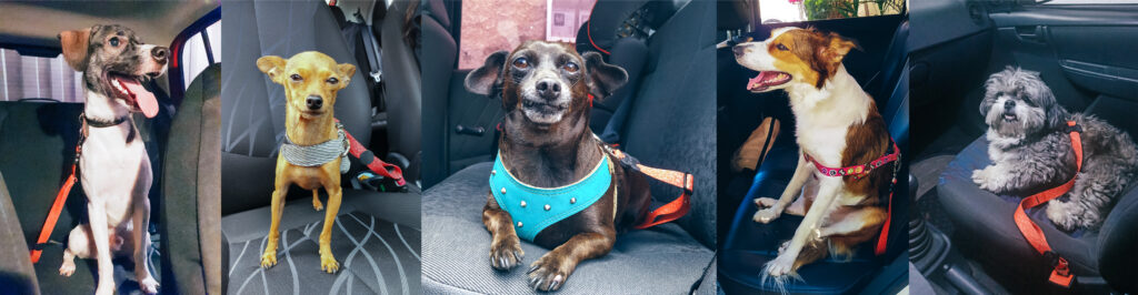 Cachorros usando adaptador de cinto de segurança para veículo